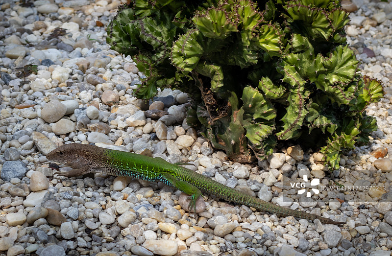 高角度拍摄的田野石头图片素材