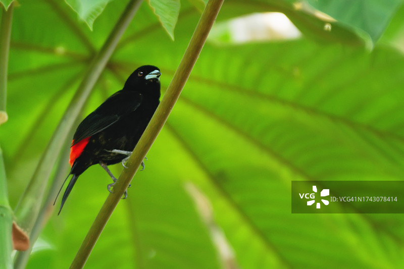 栖息在树枝上的朱红腰咬鹃图片素材