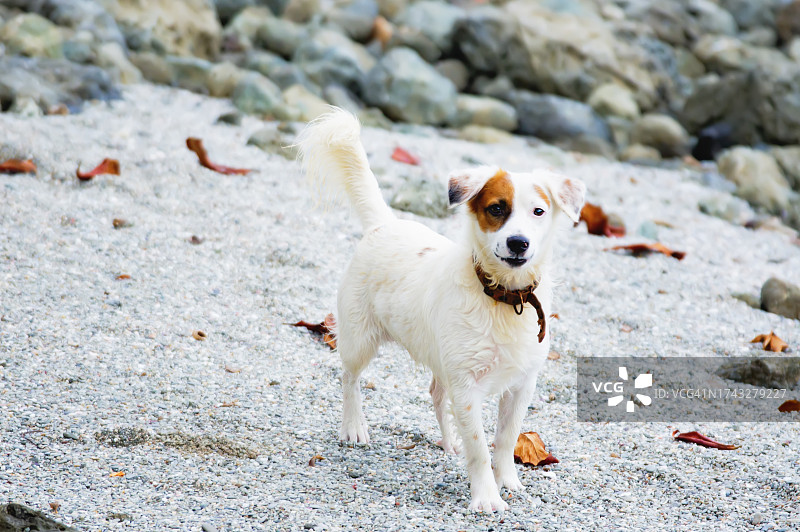 哥斯达黎加海滩上的狗肖像图片素材