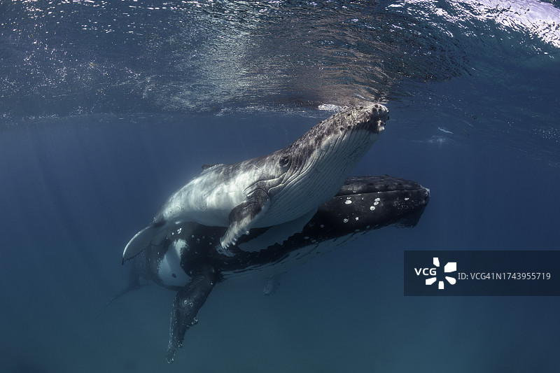 座头鲸在水面附近支撑着幼鲸图片素材