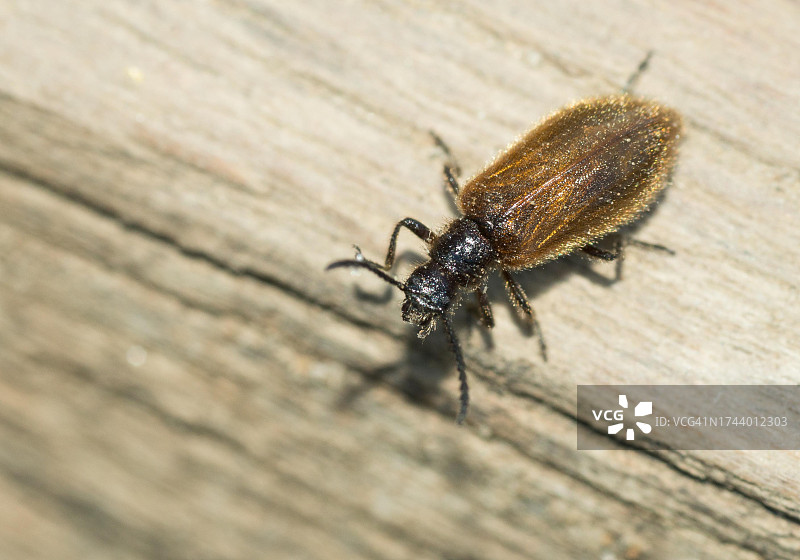 拟步甲（Lagria hirta）栖息在木头上，德国萨克森-安哈尔特东哈茨的Teufelsmauer自然保护区图片素材