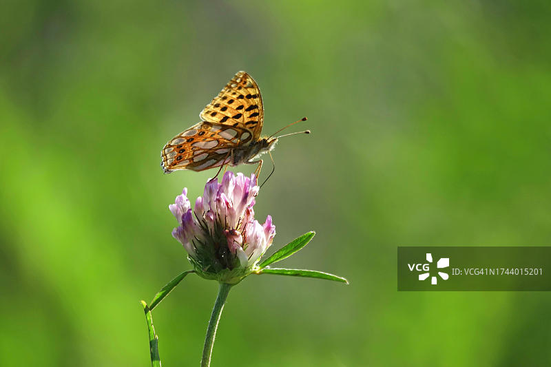 西班牙女王豹纹蝶，德国图片素材