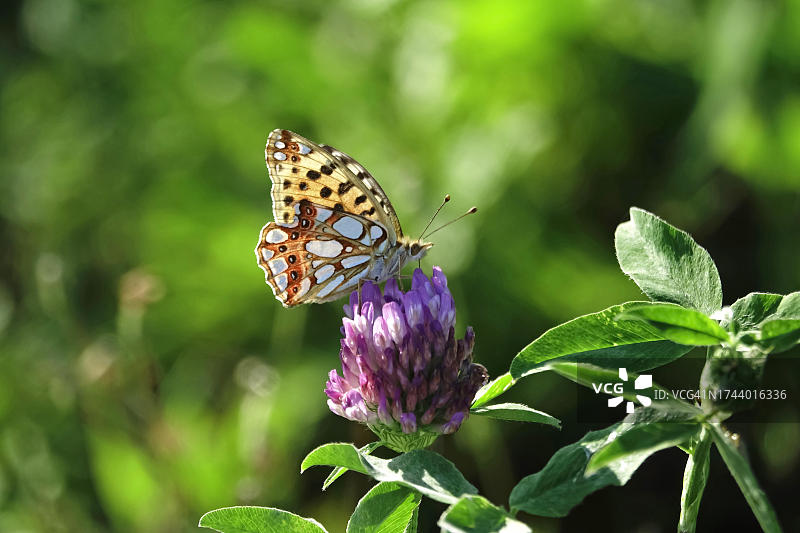 西班牙女王豹纹蝶，德国图片素材