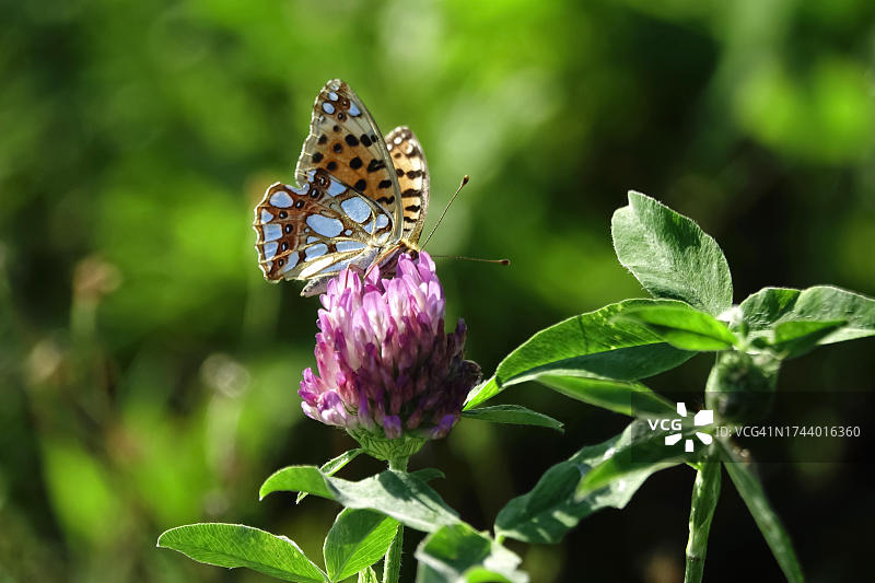 西班牙女王豹纹蝶，德国图片素材