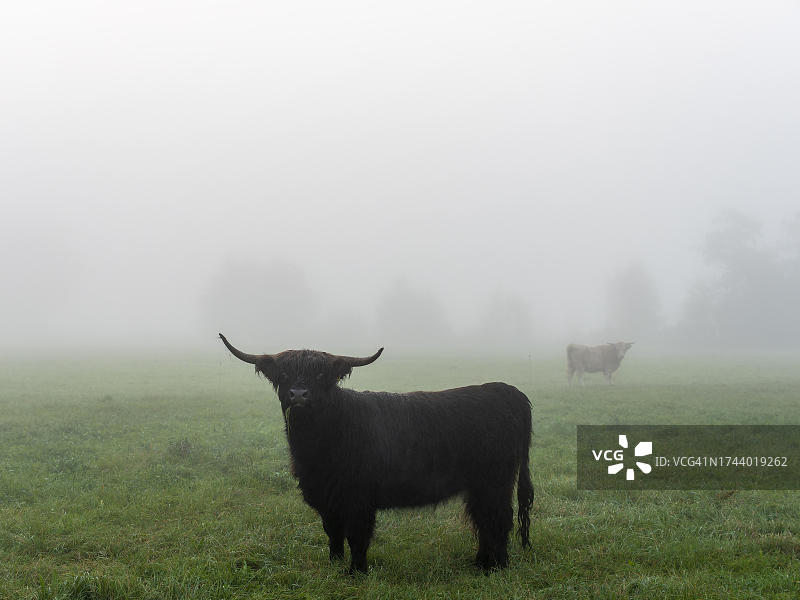 有角幼牛和牛群在雾中的牧场，德国勃兰登堡州图片素材