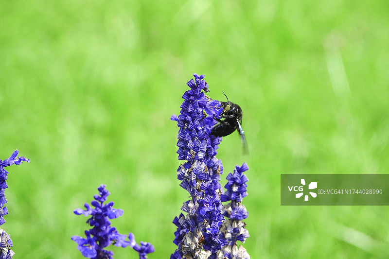 木蜂，德国图片素材