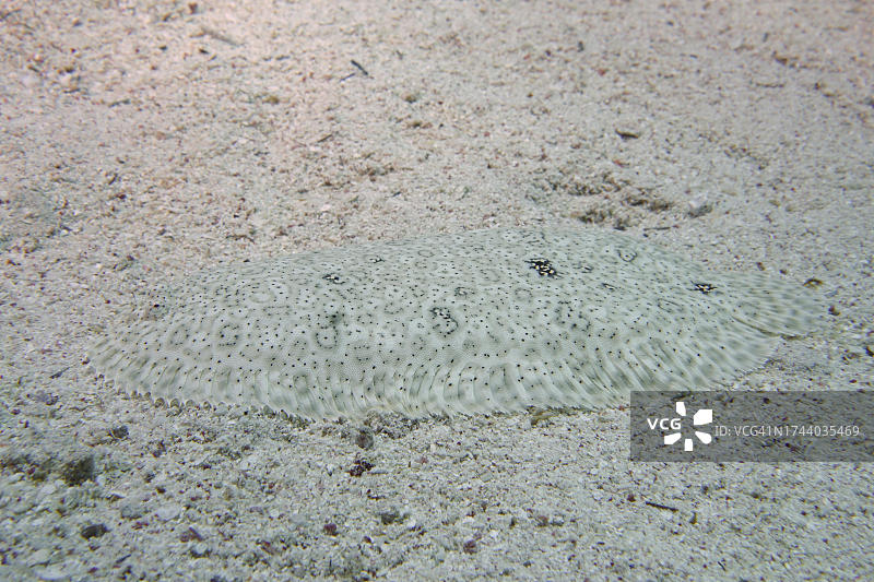 伪装良好的无鳍鳎鱼，埃及红海图片素材