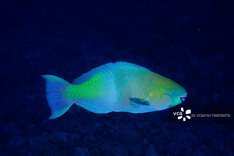 锈颈鹦嘴鱼，圣约翰礁潜水点，红海，埃及图片素材