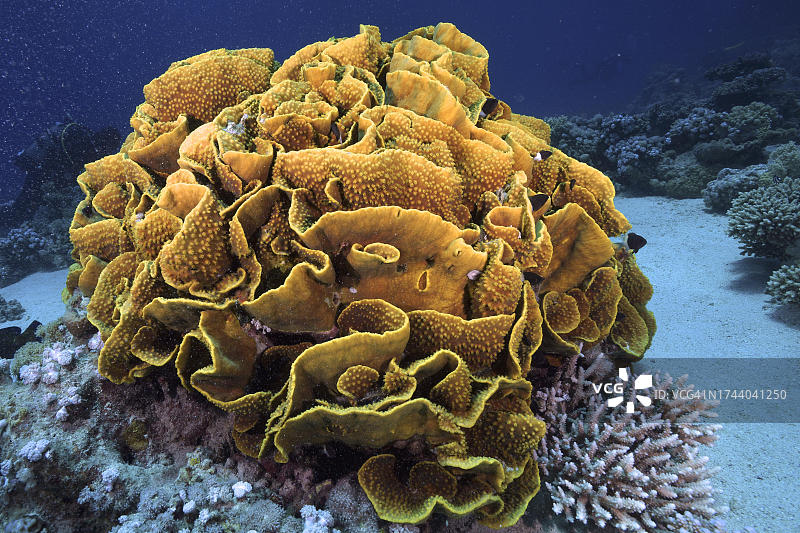 黄色卷轴珊瑚，位于埃及红海Marsa Shona礁潜水点图片素材