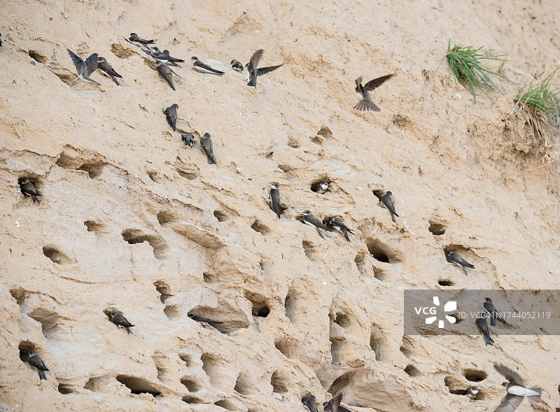 波罗的海沙燕筑巢群落图片素材