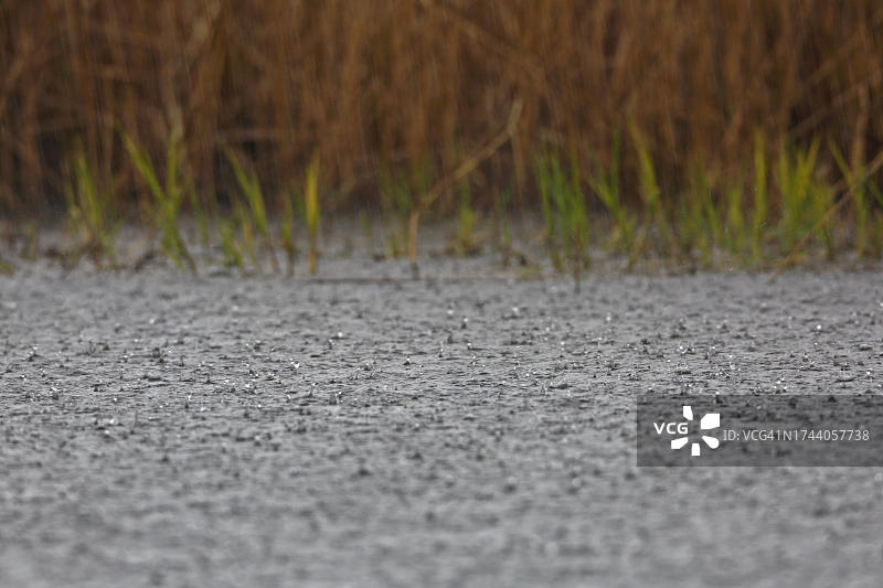 特雷贝尔河上的大雨，恶劣天气，佩内河谷河景观自然公园，德国梅克伦堡-西波美拉尼亚州图片素材