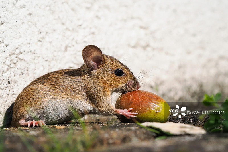 林鼠（姬鼠属）嗅橡子，德国，黑森图片素材