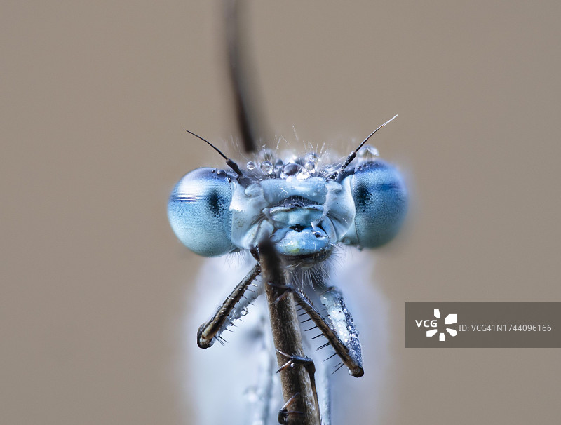 蓝蜻蜓，伪装在德国北莱茵-威斯特法伦州图片素材