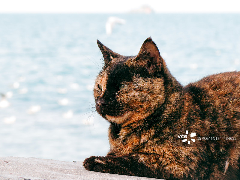 2017年12月6日，冬季毛皮厚重的玳瑁猫的头部和颈部特写图片素材