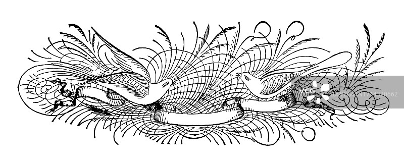带有鸟类的装饰背景的古老雕刻插图图片素材