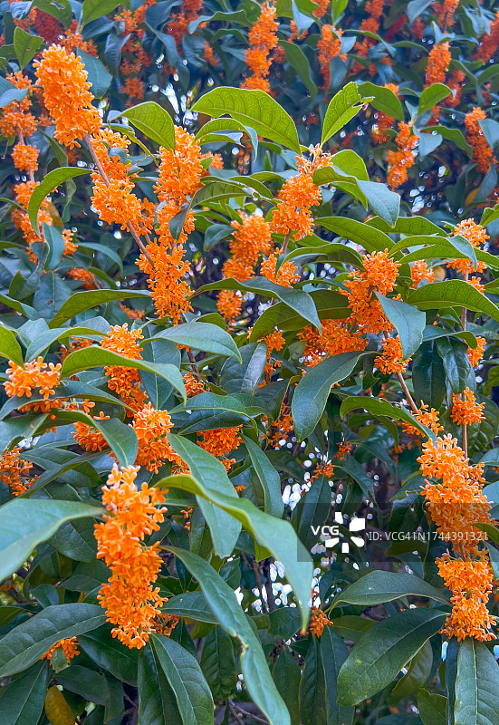 盛开的桂花图片素材