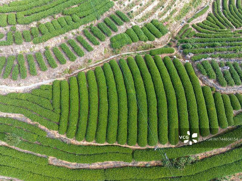山顶茶园航拍图片素材