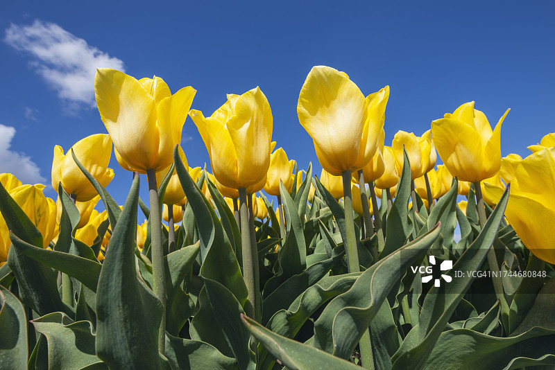 盛开在田野中的黄色郁金香图片素材