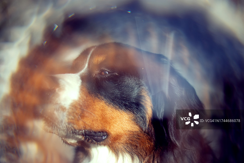 伯恩山犬马赛克万花筒棱镜背景图片素材