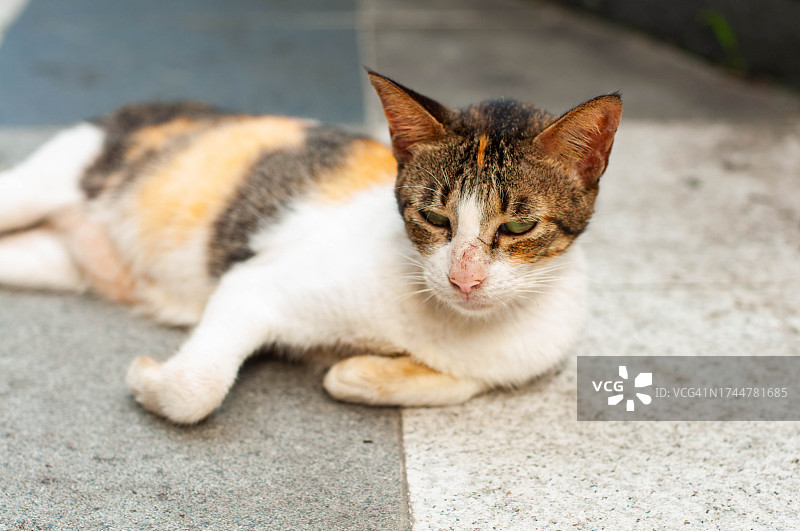在街道人行道上的流浪猫图片素材