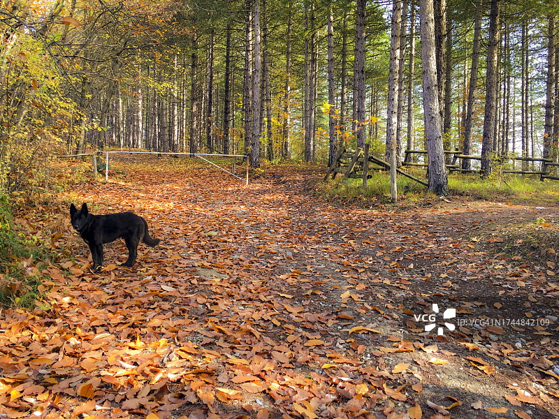 树林里的黑狗图片素材