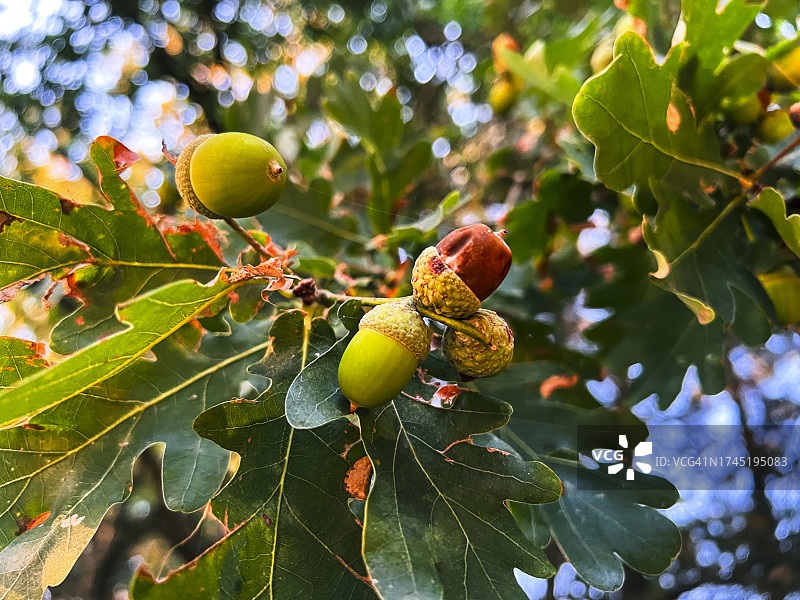 树上橡树果实的特写图片素材