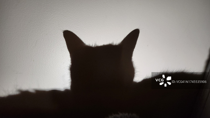 猫咪剪影图片素材