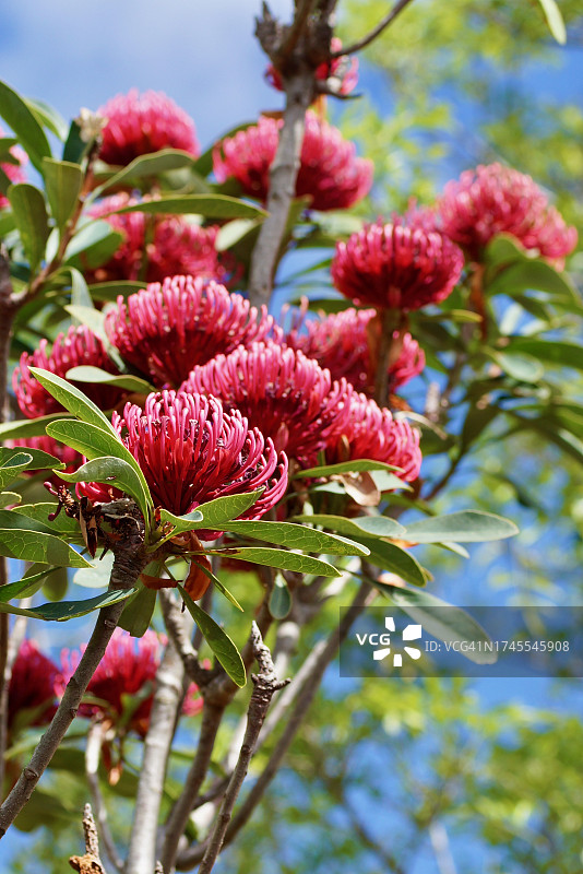 阳光下的澳洲火焰木图片素材