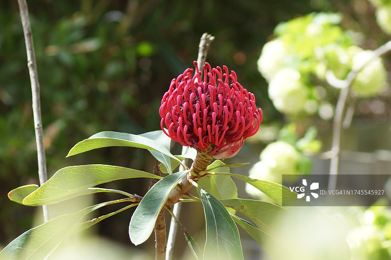 惊艳的澳洲帝王花图片素材