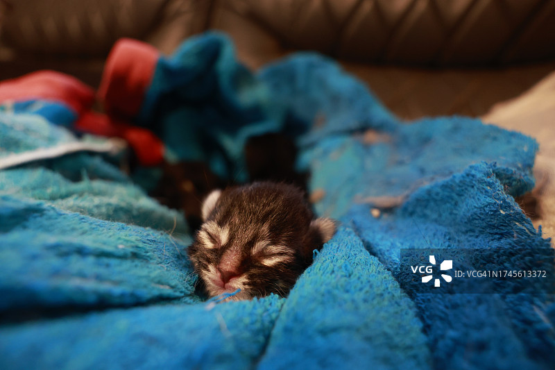 出生四天的小猫图片素材