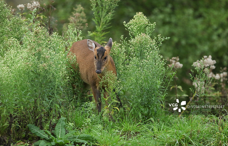 一只雌性小麂鹿，在林地边缘觅食。图片素材