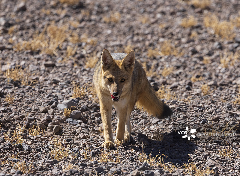 安第斯狐图片素材