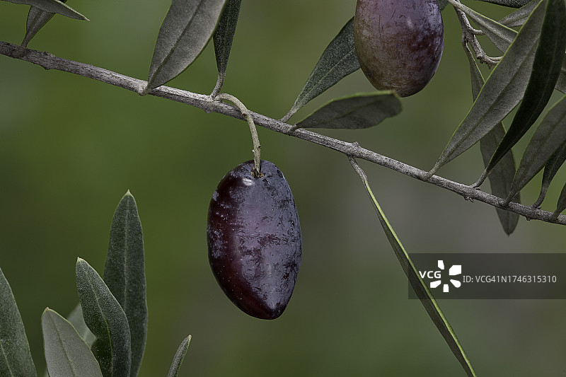 油橄榄果实图片素材