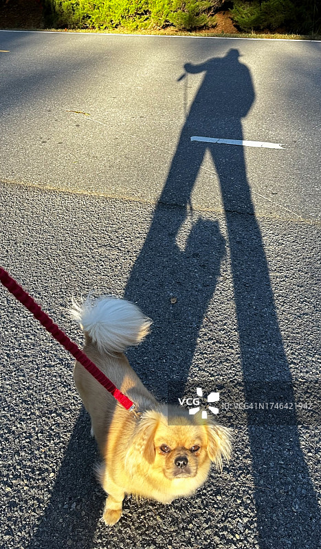带主人影子的狗图片素材