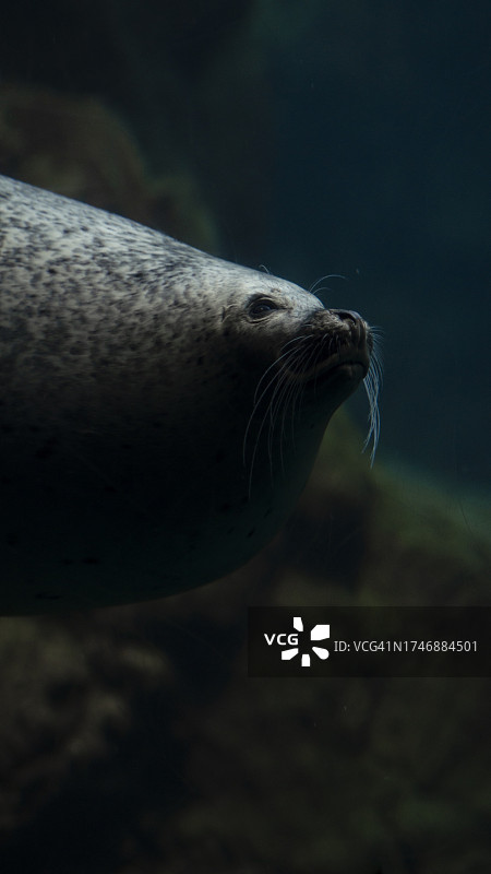 海豹在海滩上特写图片素材