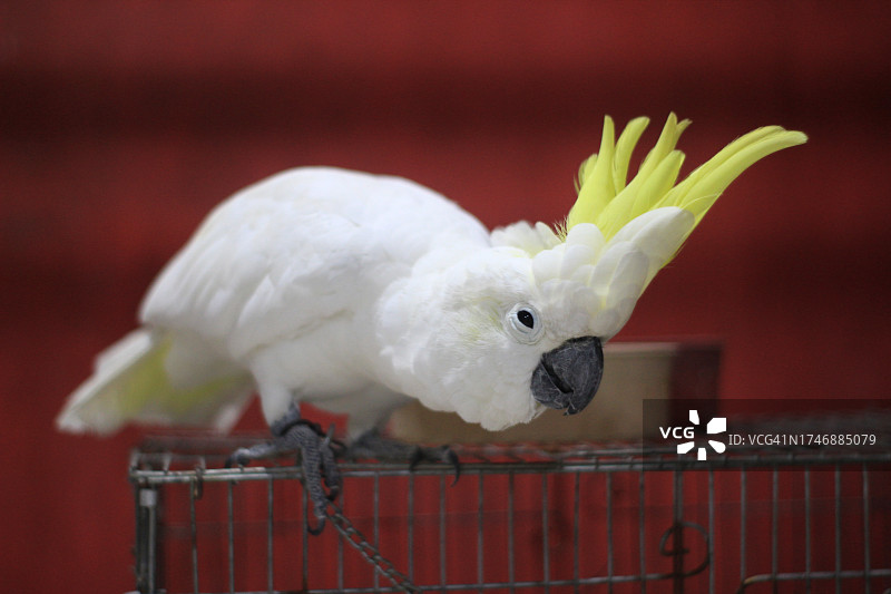 笼中鹦鹉特写图片素材