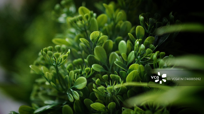 开花植物的特写图片素材