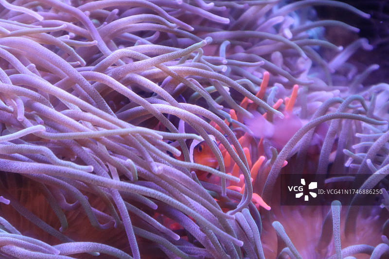 珊瑚在海中的特写图片素材