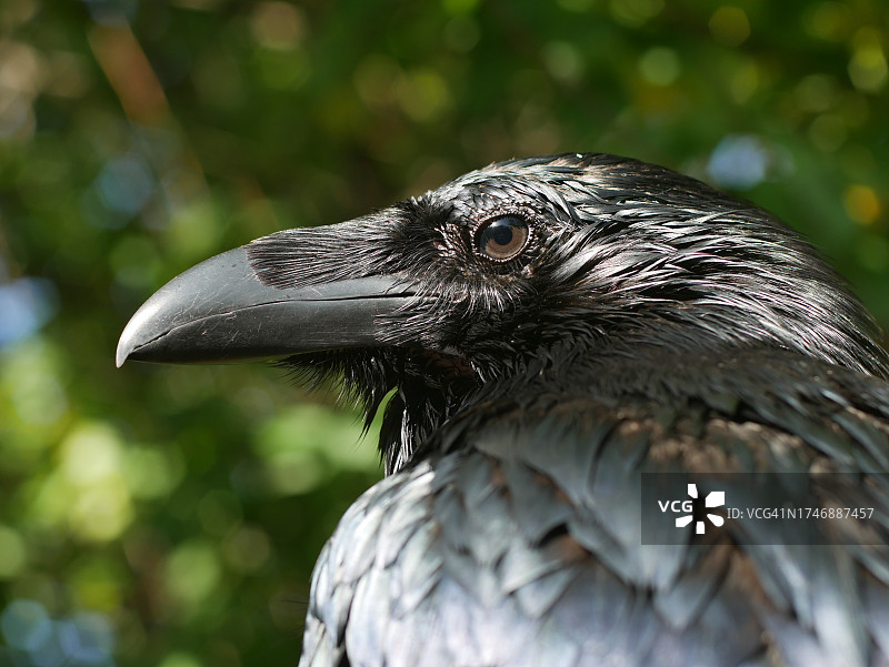 乌鸦的特写图片素材