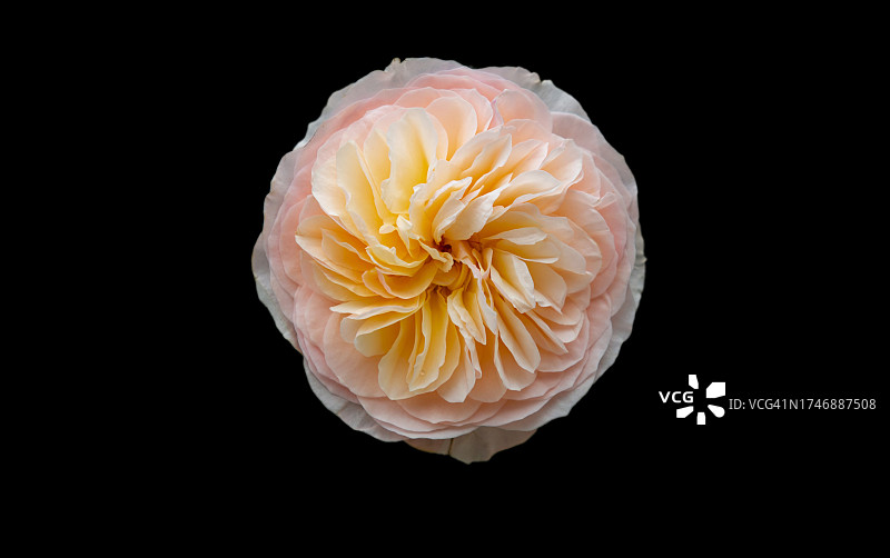 花朵在黑色背景下的特写图片素材