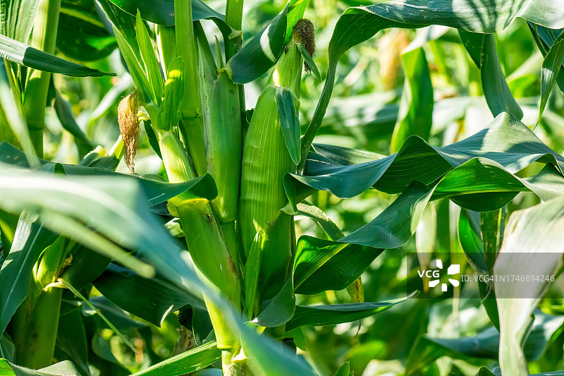 田野里生长的玉米特写图片素材
