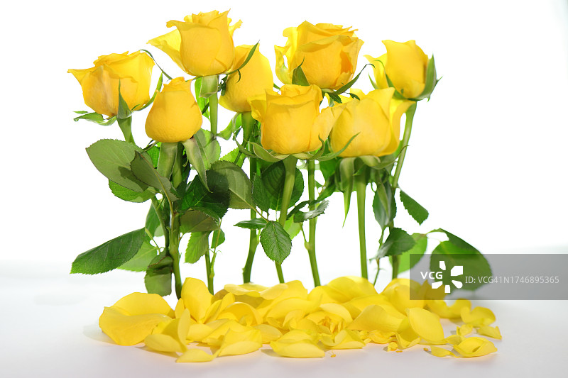 白色背景下花瓶中黄色花朵特写，西班牙图片素材