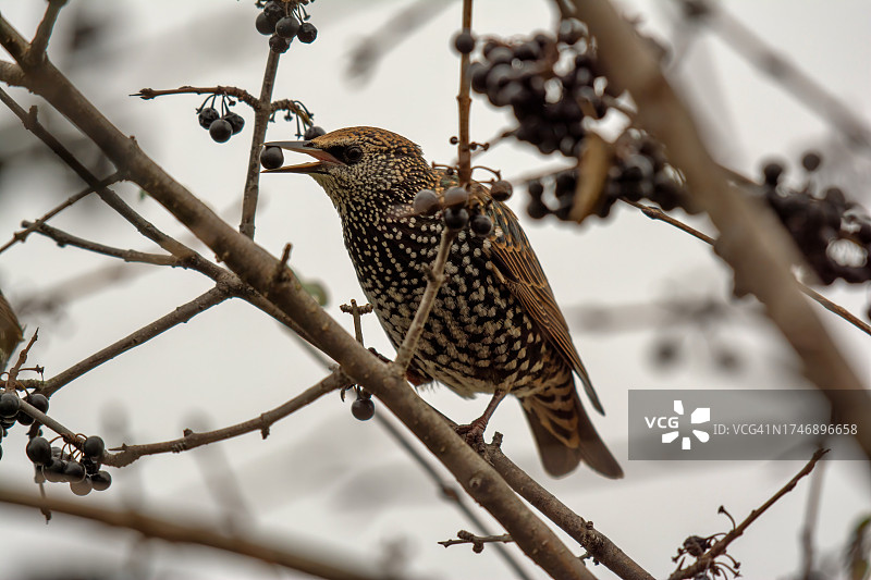 仰视角度拍摄的啄木鸟栖息在树枝上图片素材