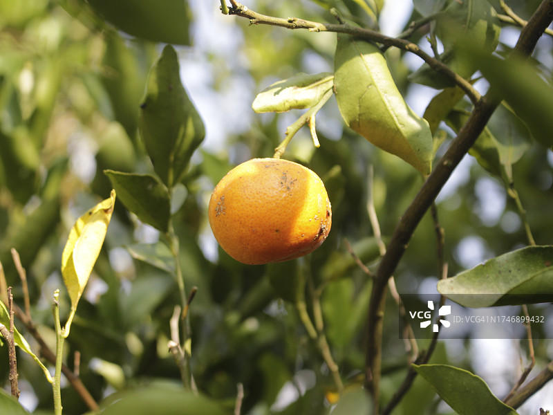 树上生长的柠檬特写图片素材