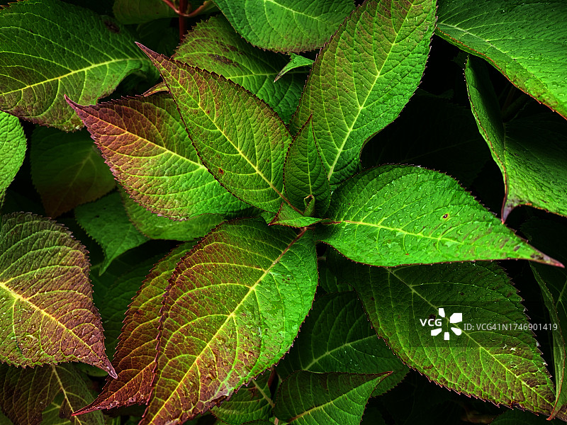 美国马萨诸塞州波士顿绿叶全画幅照片图片素材