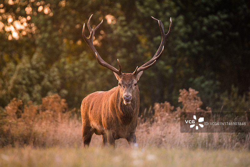 意大利阿布鲁佐田野上的红鹿肖像图片素材