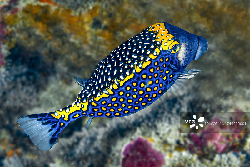 热带海水箱鲀特写图片素材