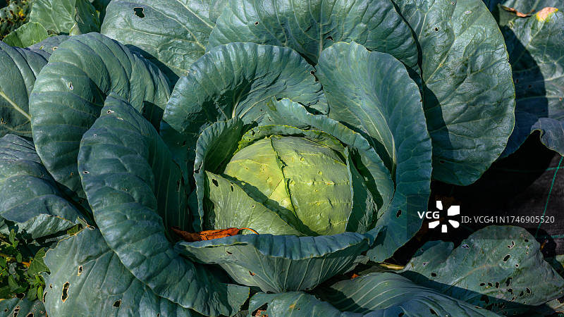 卷心菜全景照片图片素材