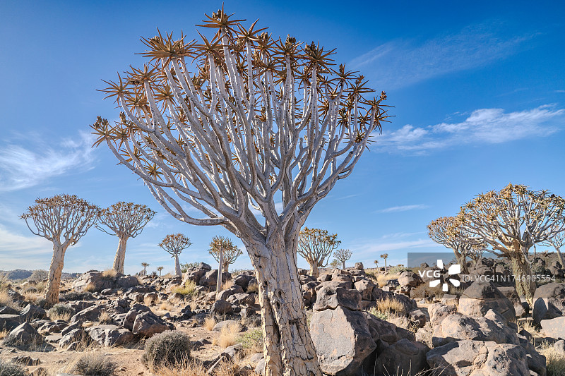 纳米比亚箭袋树森林的岩石上的树木图片素材
