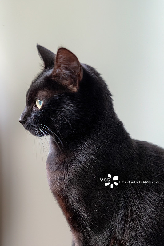 黑猫侧面特写图片素材